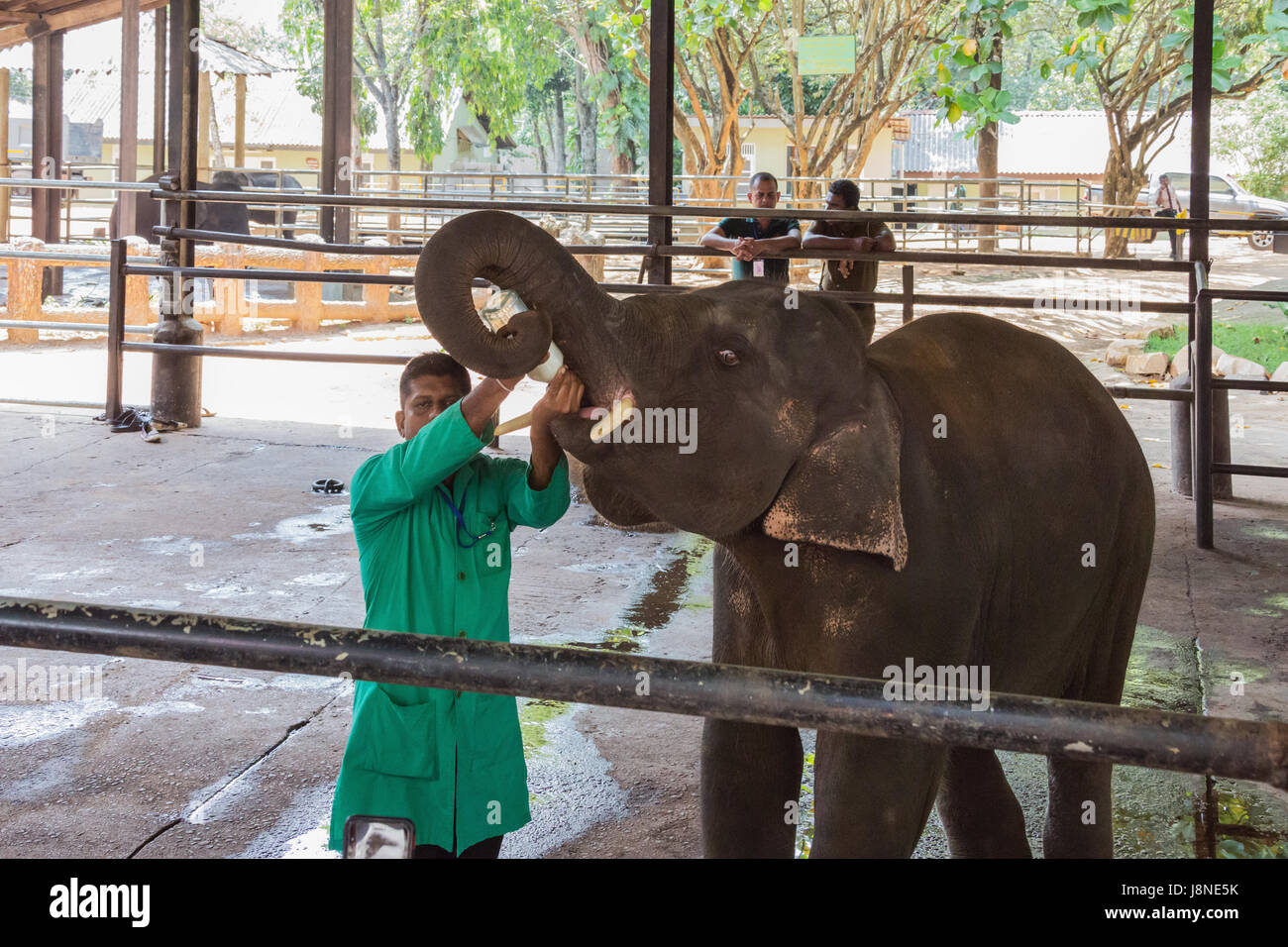 Editorial: PINNAWALA, SRI LANKA, 7. April 2017 - Elefant Kalb gefüttert mit Milch, das Elefantenwaisenhaus in Pinnawala Stockfoto