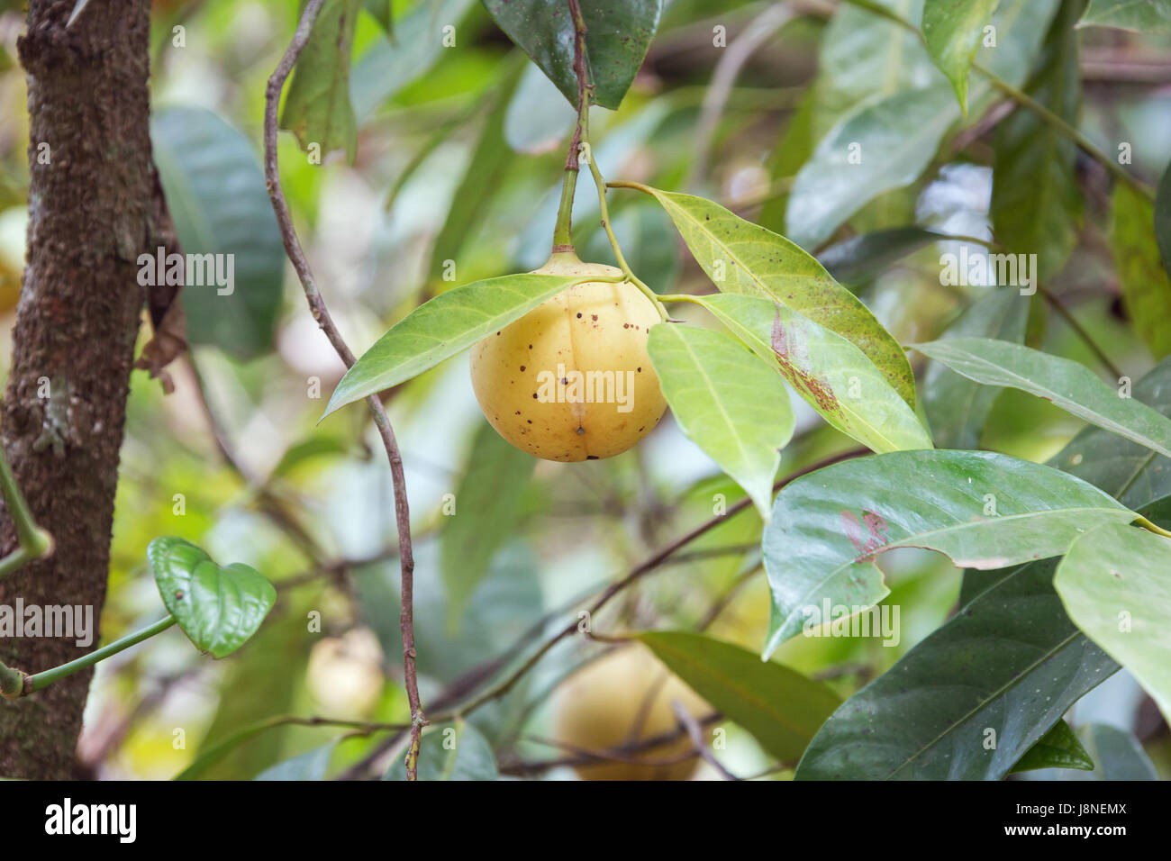 Nahaufnahme der Muskatnuss Obst in einen Baum hängen. Selektiven Fokus auf die Frucht als Hintergrund trägt nicht zum Thema. Stockfoto