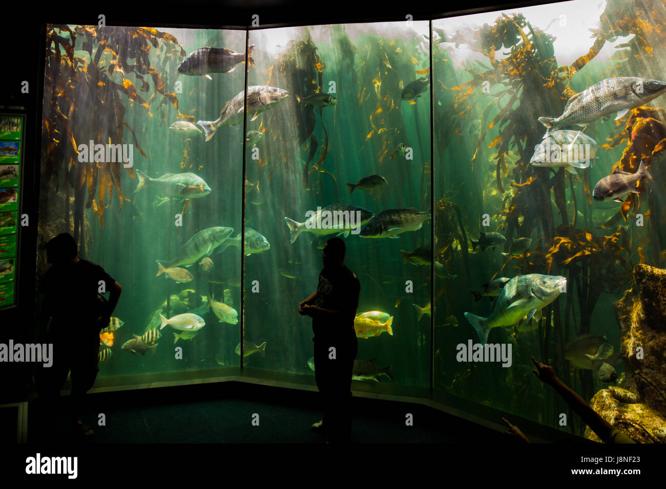 Kapstadt, Südafrika - 1. Februar, 2015: Leute die tropische Fische im Aquarium der zwei Ozeane in Kapstadt zu bewundern. Stockfoto