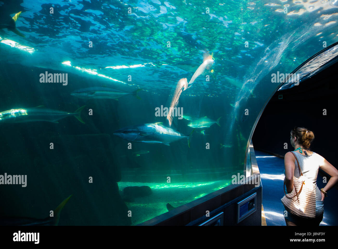 Kapstadt, Südafrika - 1. Februar, 2015: Leute die tropische Fische im Aquarium der zwei Ozeane in Kapstadt zu bewundern. Stockfoto