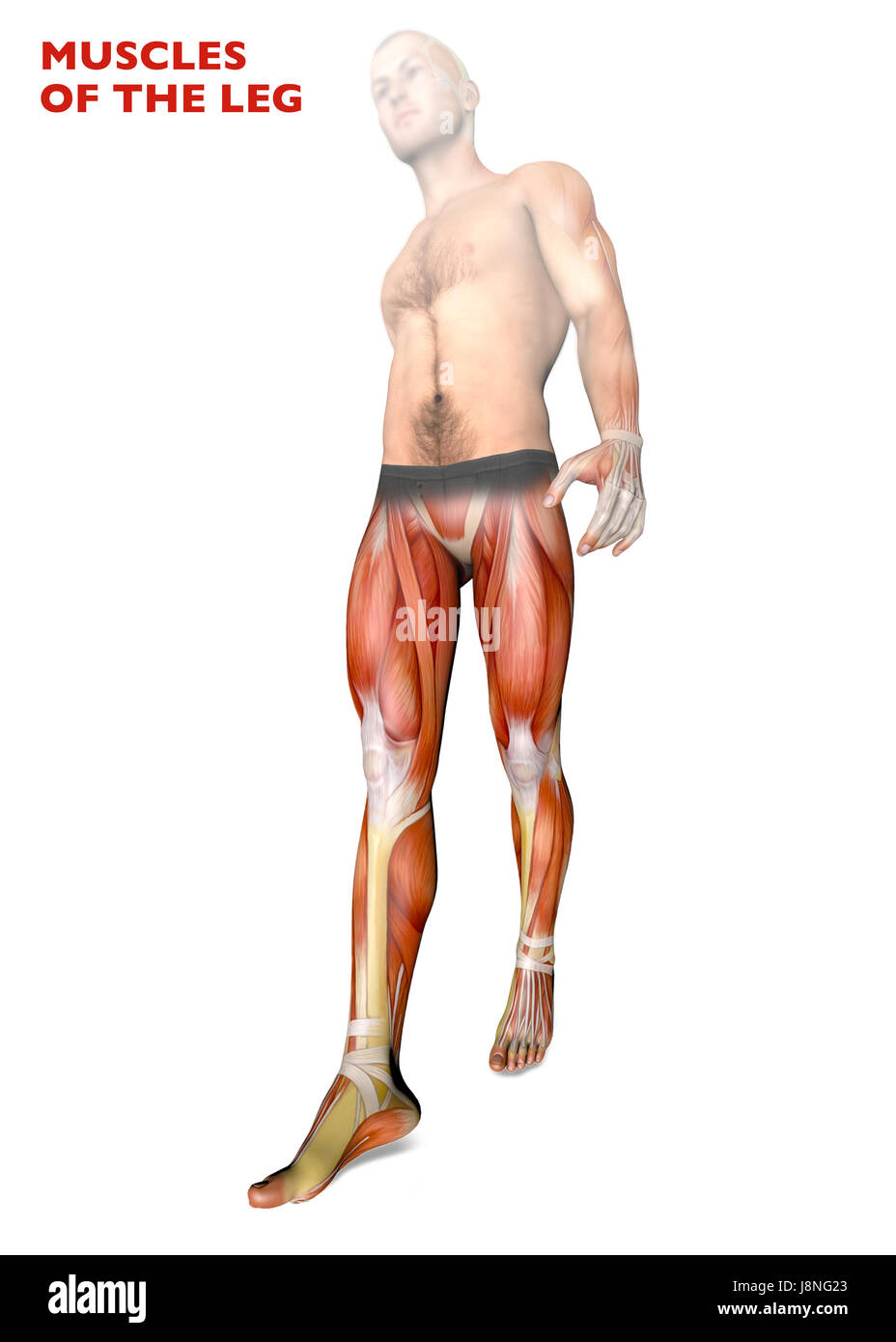 Beinmuskulatur, menschliche Körper, Anatomie, Muskulatur. 3D-Rendering Stockfoto