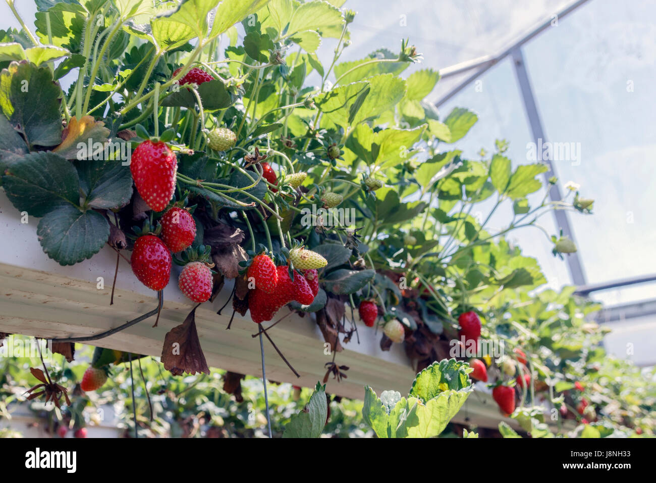 Hydroponic strawberry production Fotos und Bildmaterial in hoher