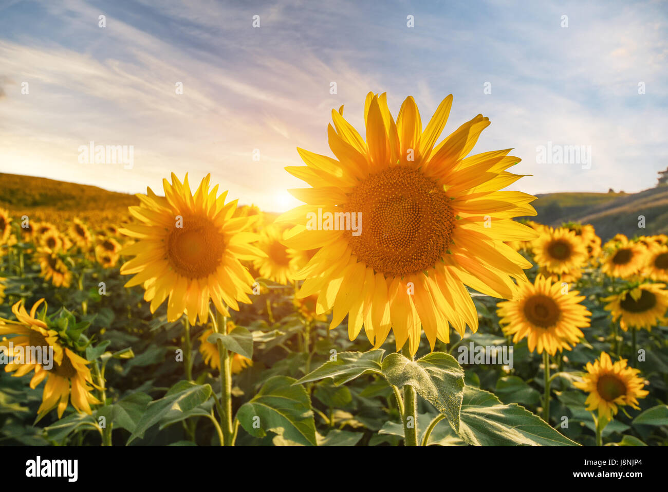 Sommerlandschaft: Schönheit Sonnenuntergang über Sonnenblumen Feld Stockfoto