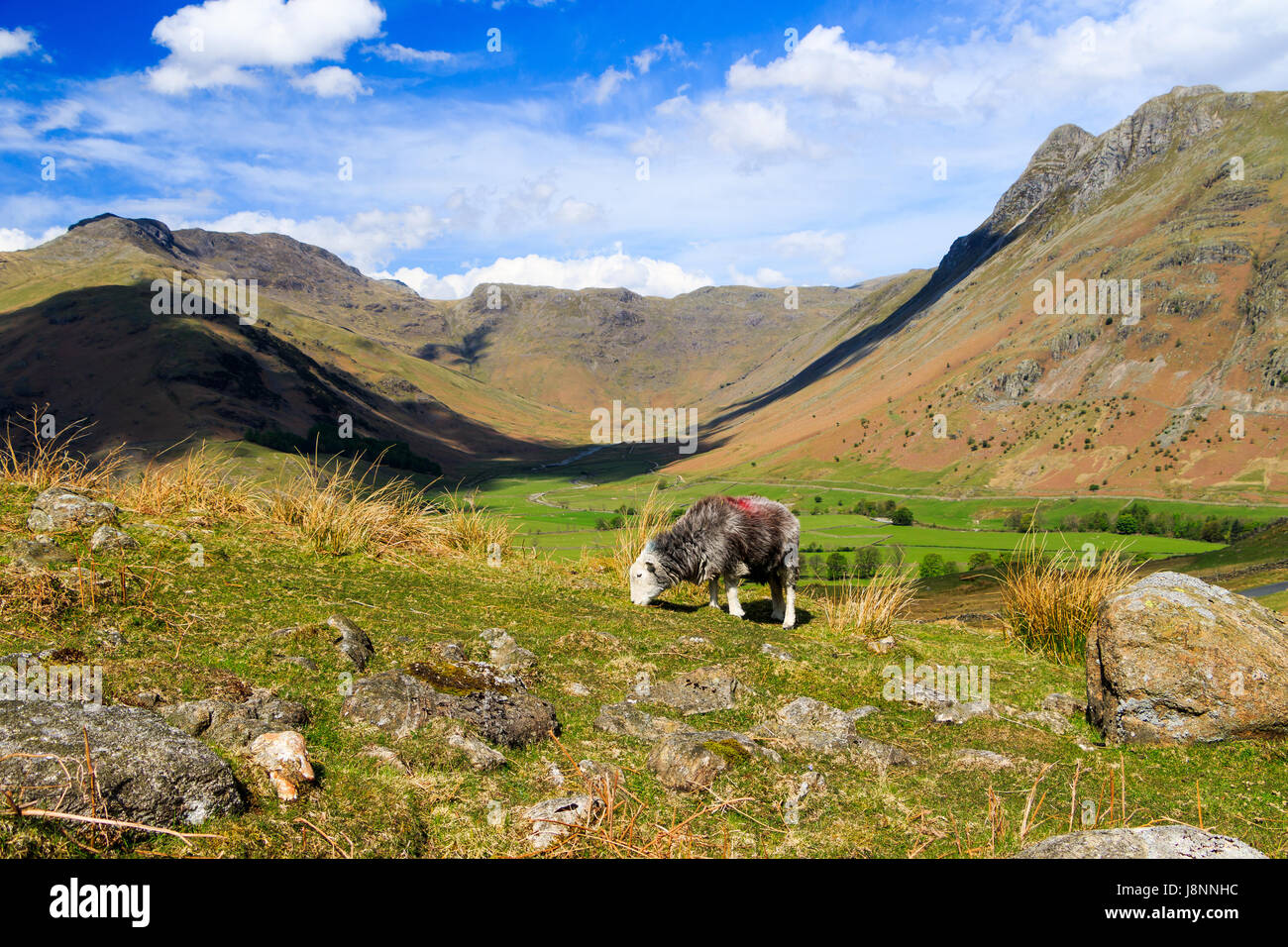 Eine native Herdwick Schafe weidet oberhalb der dramatischen Kulisse der Great Langdale im Lake District. Stockfoto