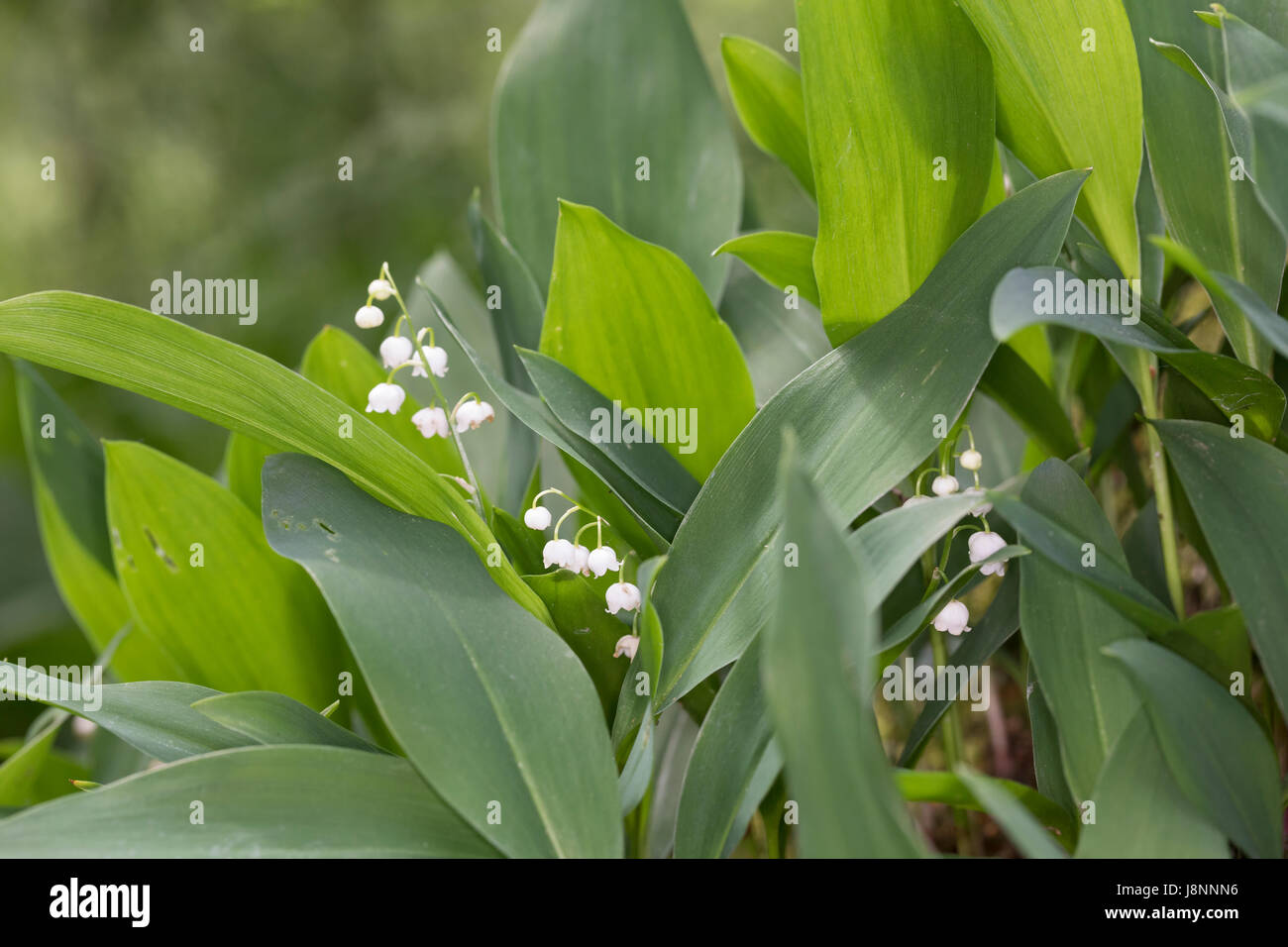 Gewöhnliches Maiglöckchen, Mai Glöckchen, Convallariaarten Majalis, Leben von Valley, Lily Of The Valley, Muguet, Muguet de Mai Stockfoto