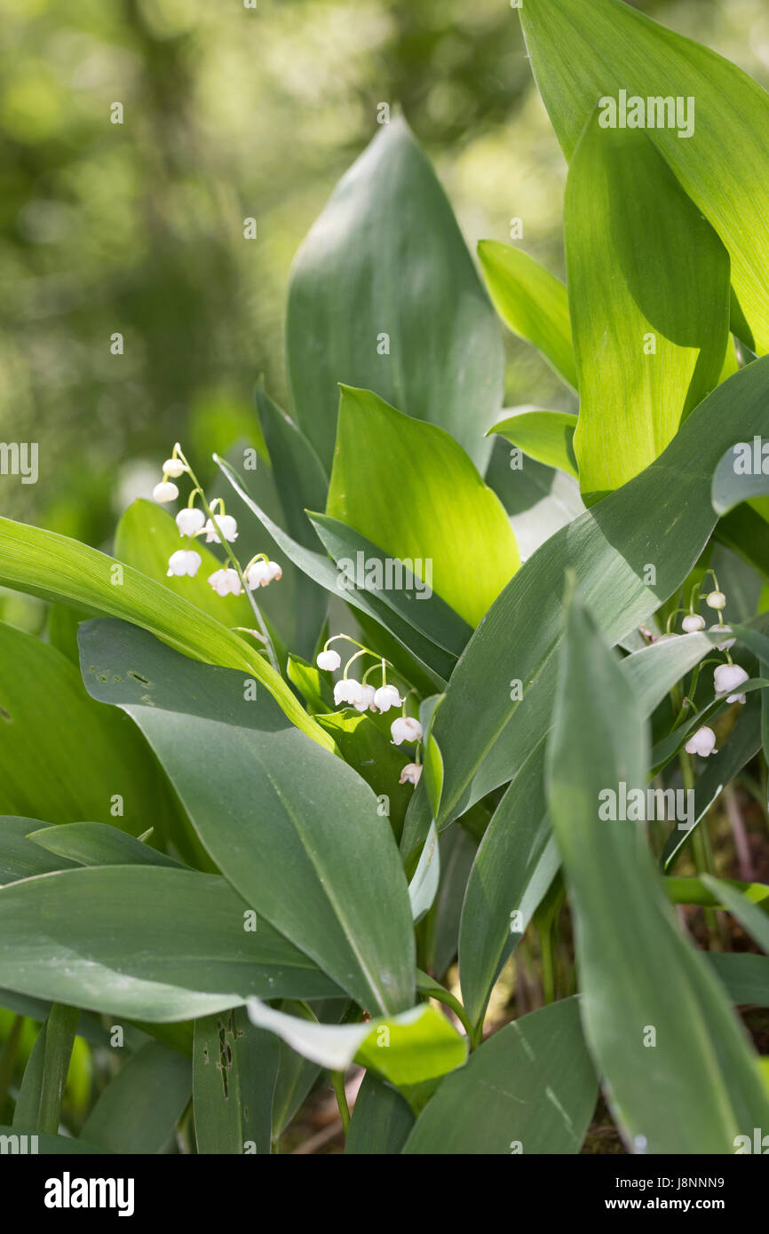 Gewöhnliches Maiglöckchen, Mai Glöckchen, Convallariaarten Majalis, Leben von Valley, Lily Of The Valley, Muguet, Muguet de Mai Stockfoto
