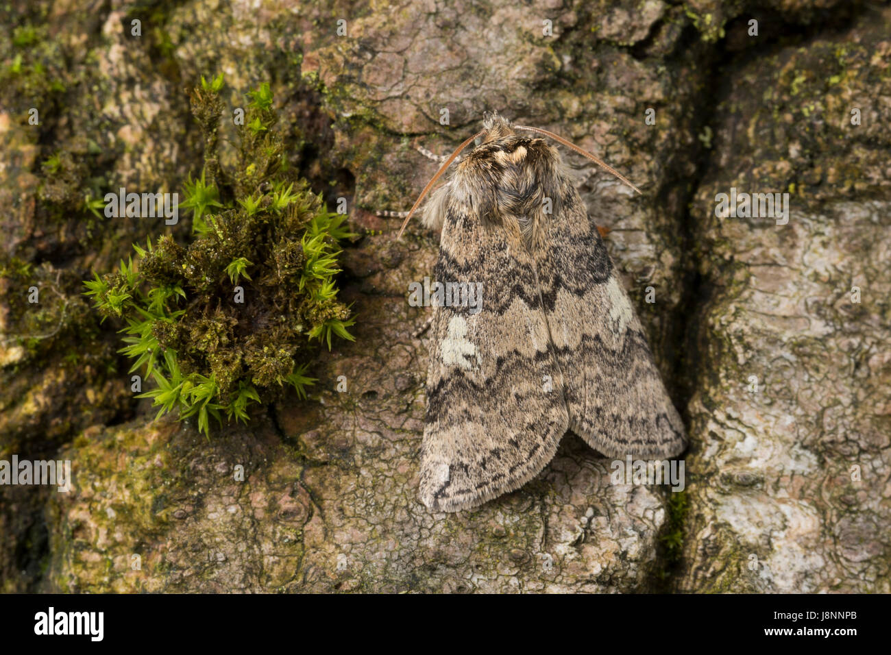 Pappel-Eulenspinner, Pappeleulenspinner, Wollrückenspinner, Pappel-Wollrückenspiner, Tethea oder Palimpsestis oder Pappel Lutestring, L'Or, la Double-Ba Stockfoto