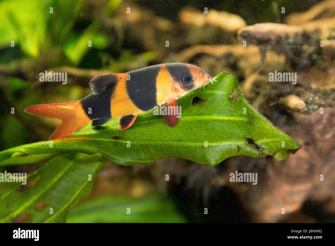 Prachtschmerle, Pracht-Schmerle, Chromobotia Macracanthus, Botia Macracanthus, Botia Macracantha, Clown Loach, Tiger Botia, Botia, Botia Clown, Loche - Stockfoto