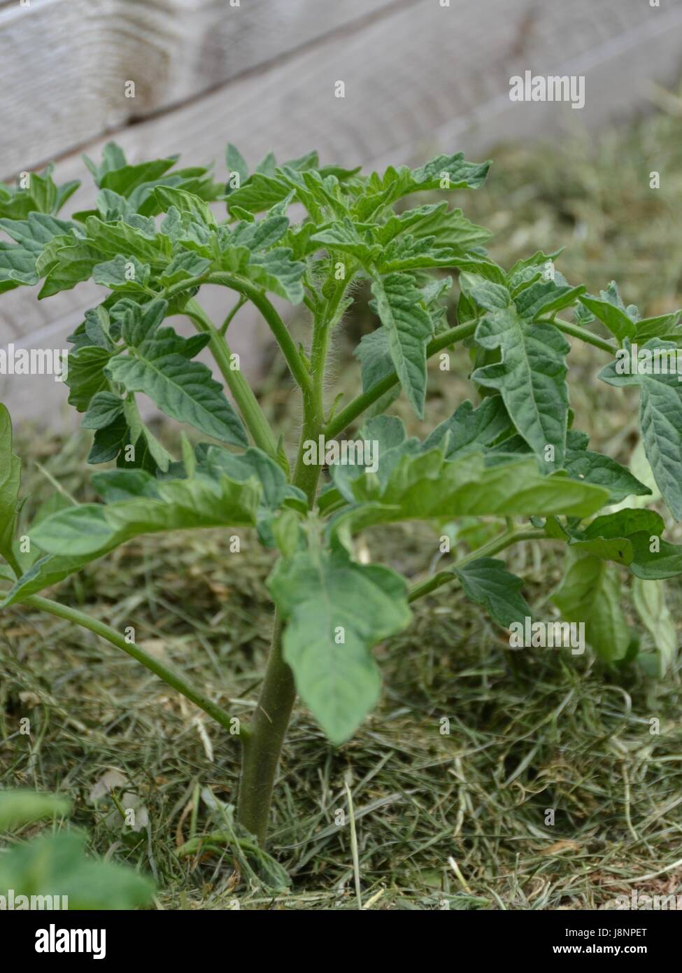 Wachsende Tomatenpflanze Stockfoto