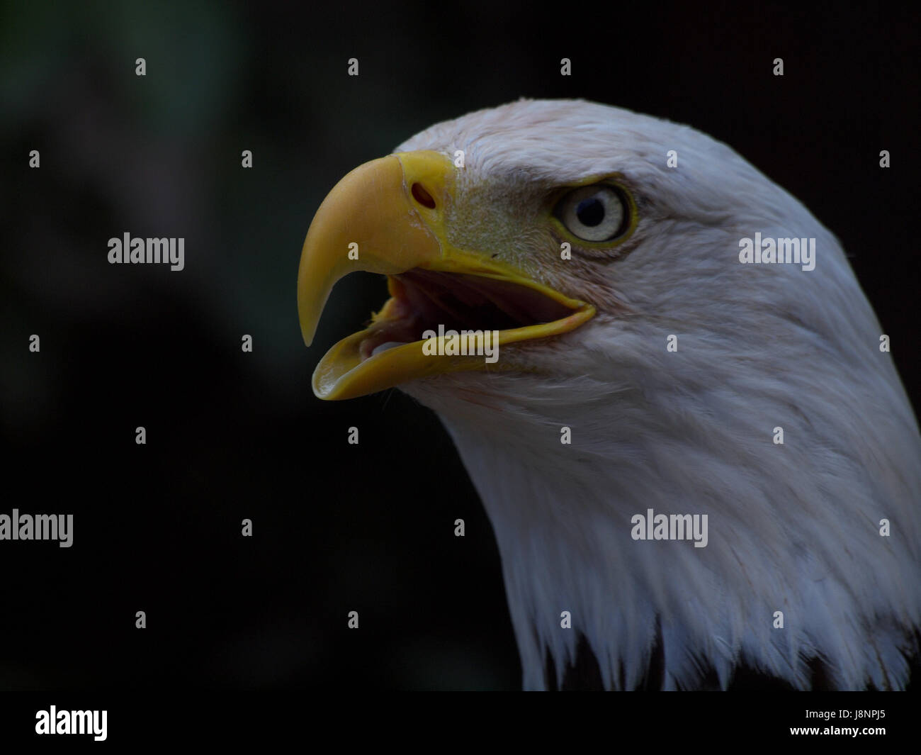 Tier, Vogel, Auge, Orgel, Vögel, Vögel Beute, Raptor, Blick, Blick, zu sehen, Stockfoto