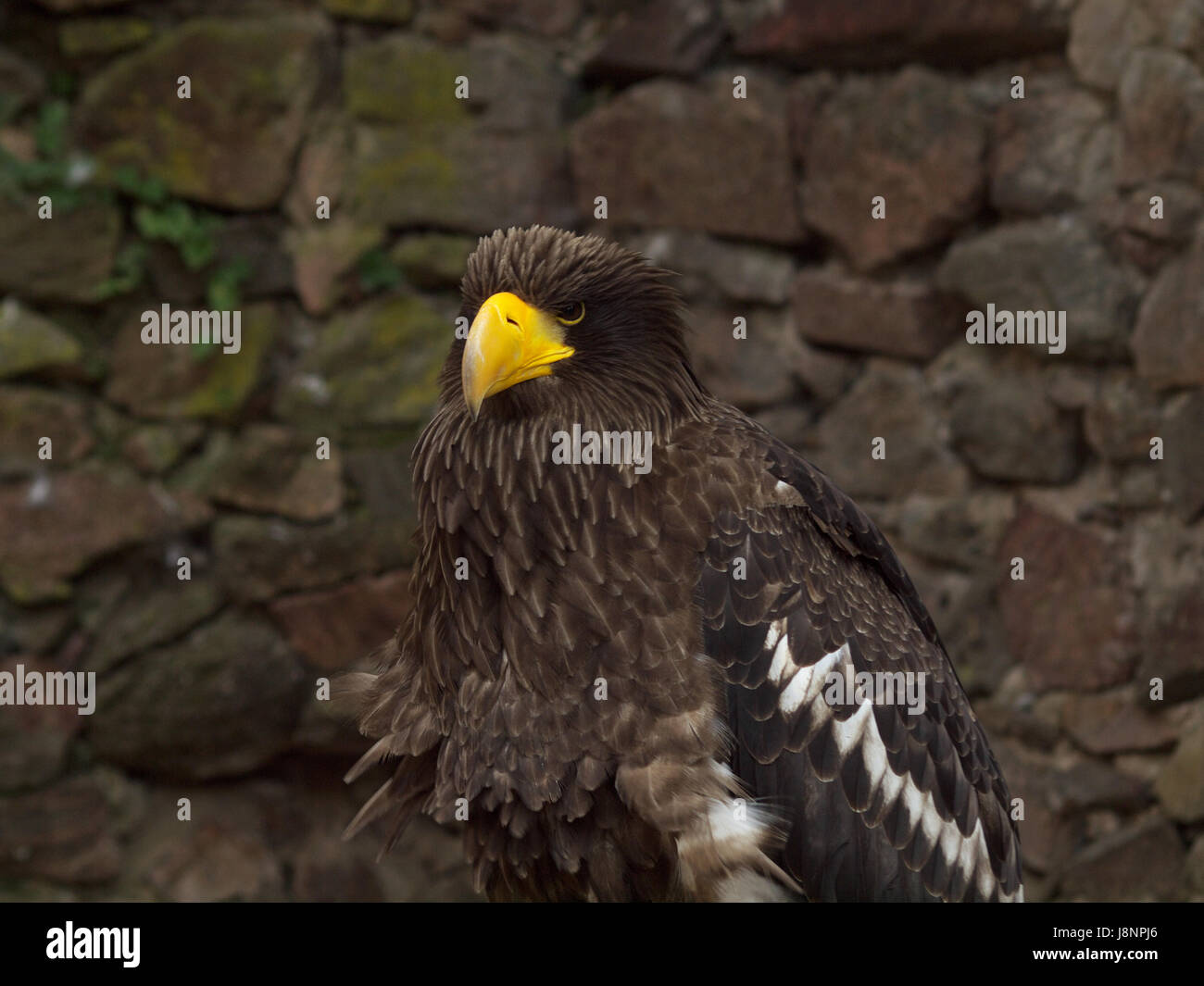 Raptor, Greifvögel, Blick, Blick, See, Blick, spähen, schauen, Stockfoto