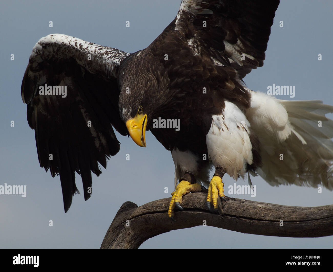 Raptor, Greifvögel, Raptor, Greifvögel, Blick, Blick, siehe, Blick, Stockfoto