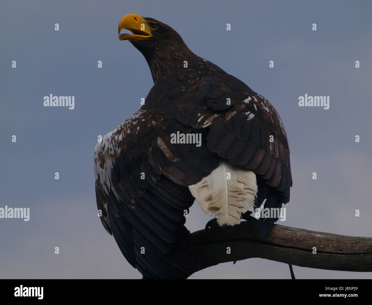 riesiger Adler zeigt Größe Stockfoto