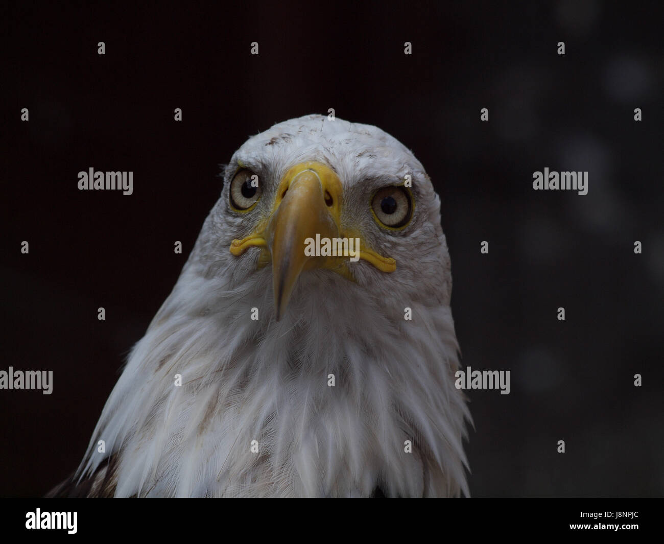 Tier, Vogel, Auge, Orgel, Vögel, Vögel Beute, Raptor, Blick, Blick, zu sehen, Stockfoto