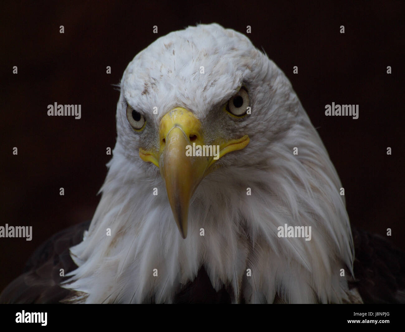 Tier, Vogel, Auge, Orgel, Vögel, Vögel Beute, Raptor, Blick, Blick, zu sehen, Stockfoto