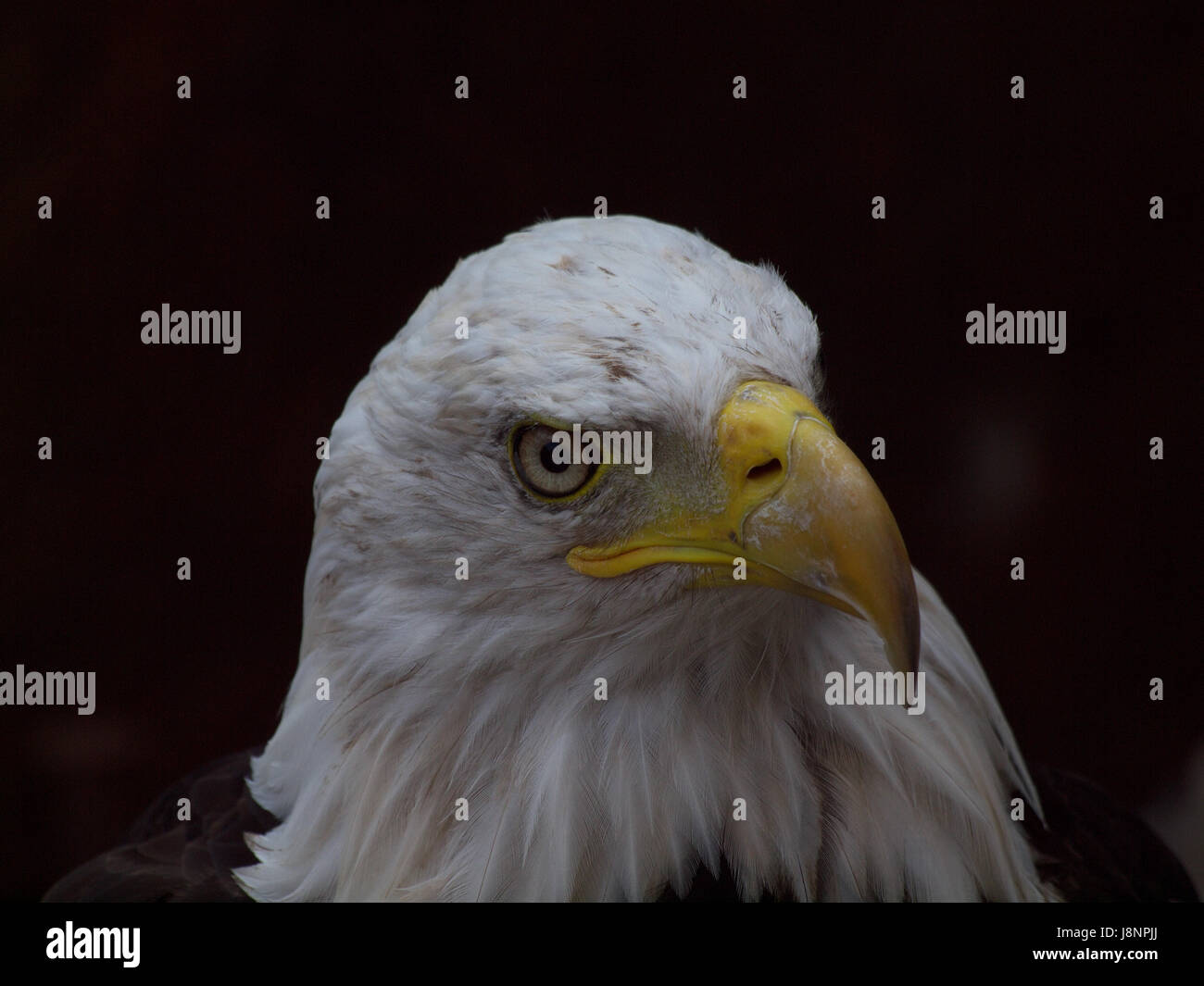 Tier, Vogel, Auge, Orgel, Vögel, Vögel Beute, Raptor, Blick, Blick, zu sehen, Stockfoto