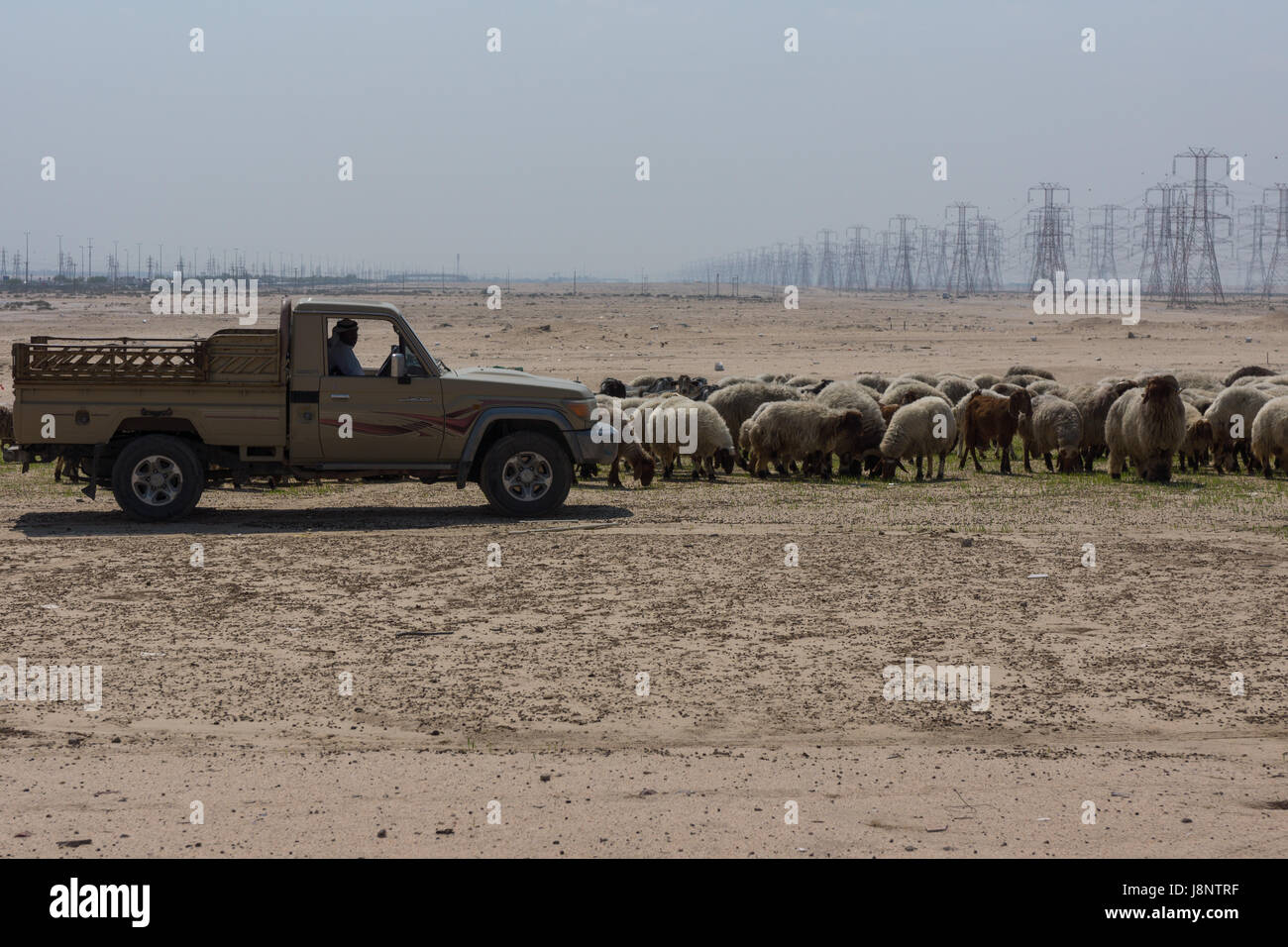 Kuwaitische Mann Inspektion seine Schafe bilden seinen Toyota 4 x 4. Stockfoto