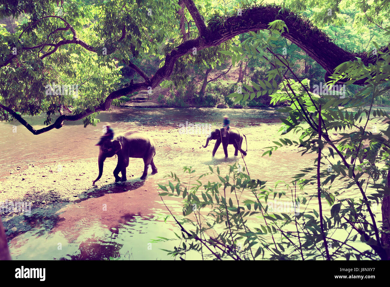 Reiten Sie auf einem Elefanten im Wald im Chiang Mai. Thailand.Exotic Asien reisen. Stockfoto