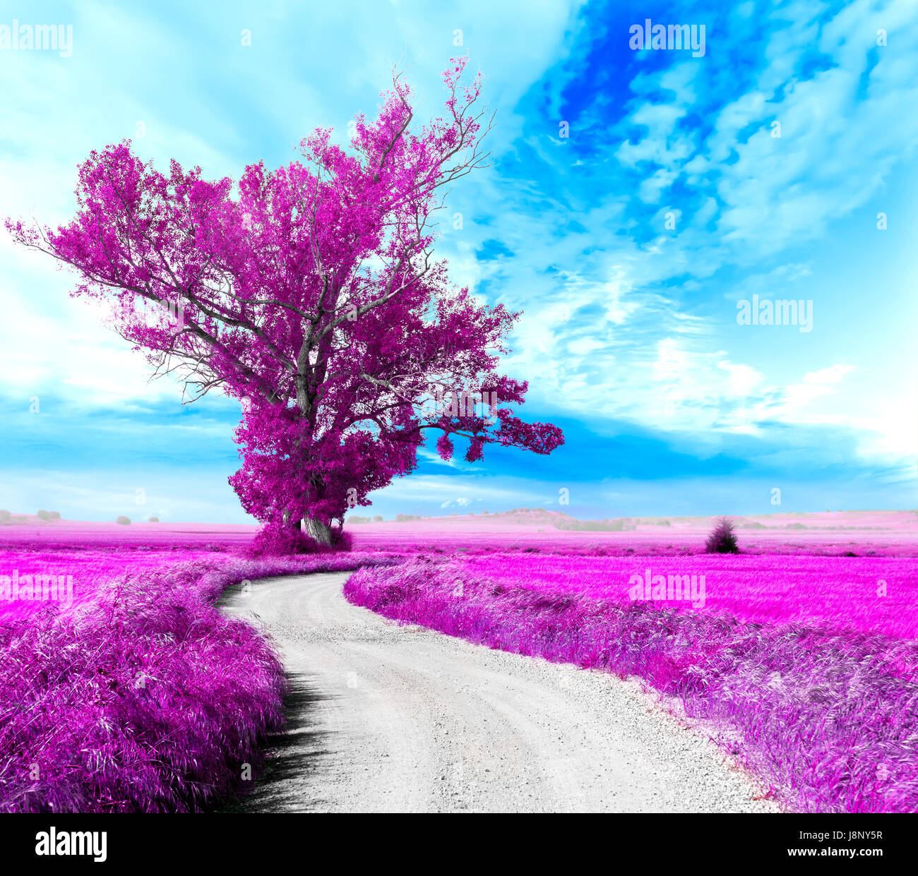 Surreale Baum und Traumlandschaft. Straße durch die Felder Stockfoto