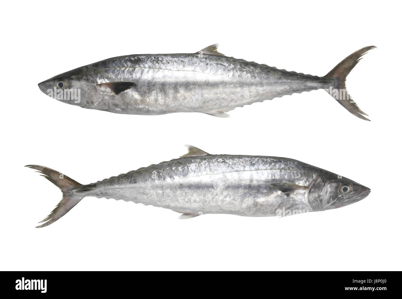 Frische Pacific König Makrelen oder Scomberomorus Fisch isoliert auf weißem Hintergrund und Beschneidungspfade, einfache Bereitstellung. Stockfoto