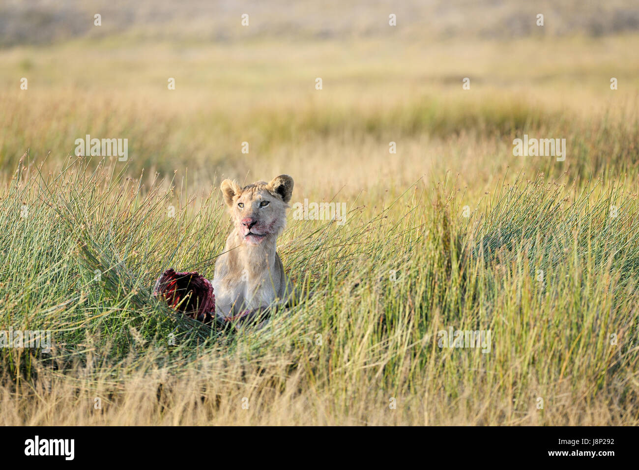 Lowe Nahrung Stockfotos Und Bilder Kaufen Alamy