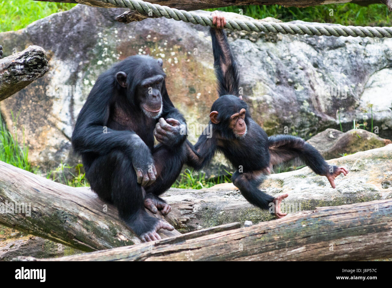 Mama gibt baby Schimpanse eine helfende Hand Stockfoto