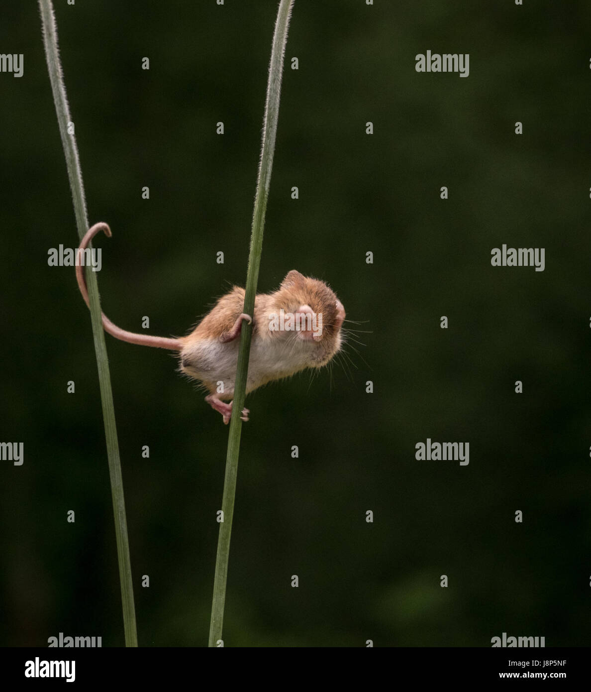 Schauen Sie nicht nach unten! Stockfoto