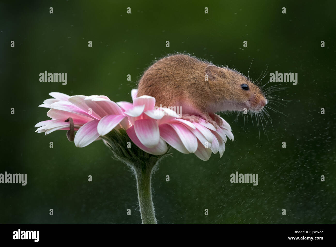 Zwergmaus auf Gerbera Stockfoto