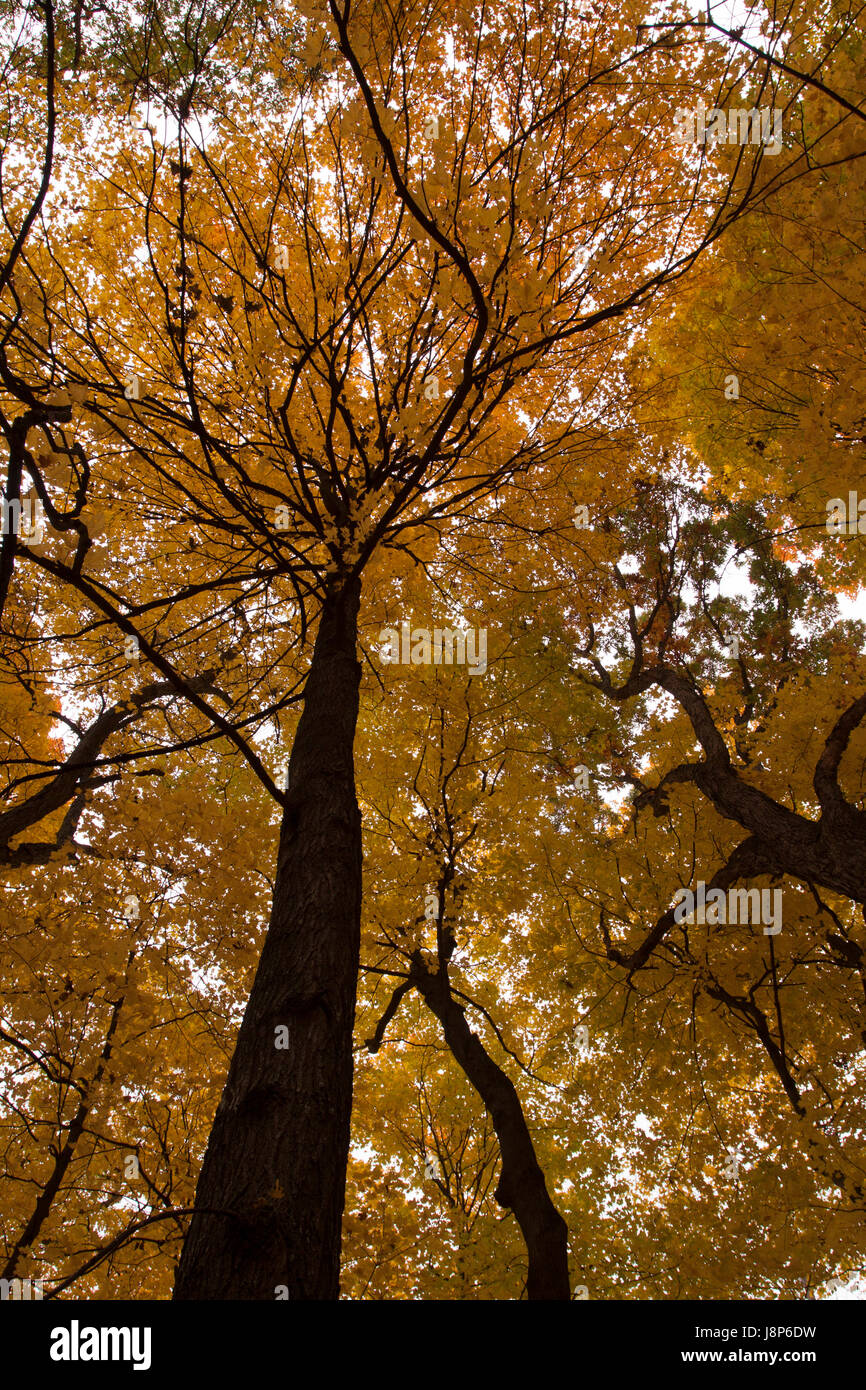 Blickte zu Bäumen in Teufels Lake State Park im Herbst Stockfoto