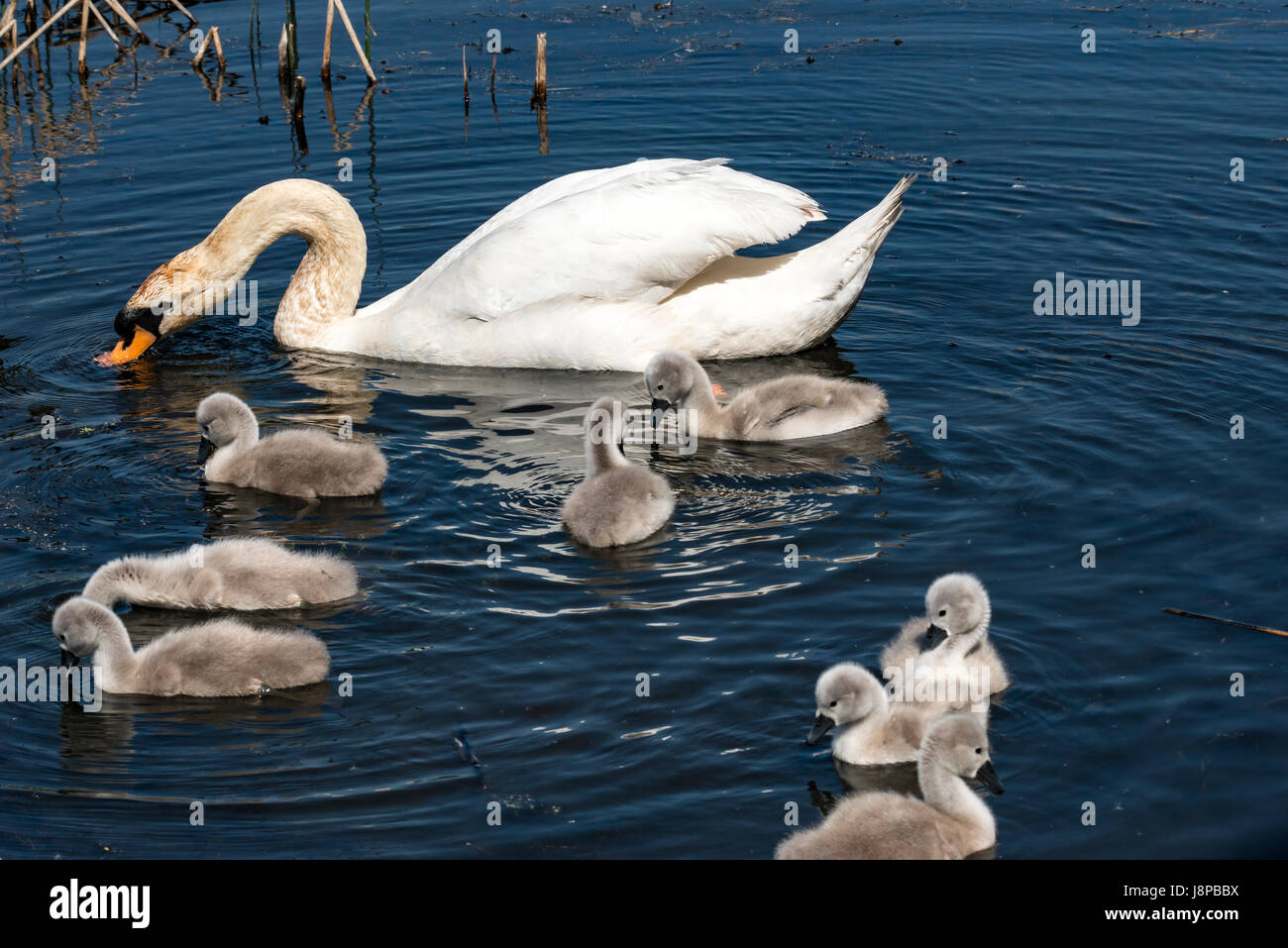 Höckerschwan und Cygnets Stockfoto