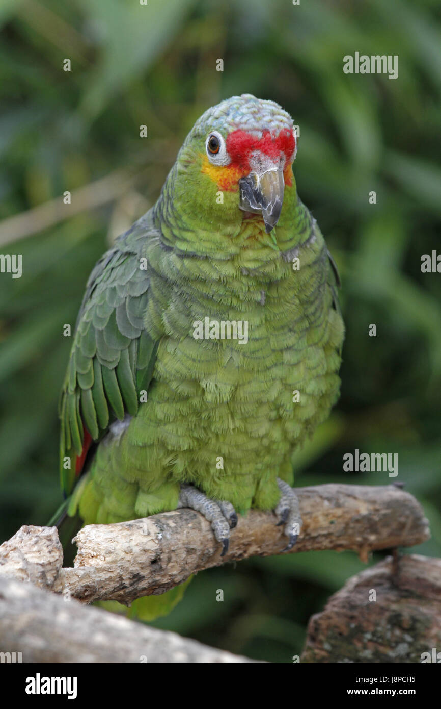 Blaustirnamazon -Fotos und -Bildmaterial in hoher Auflösung – Alamy