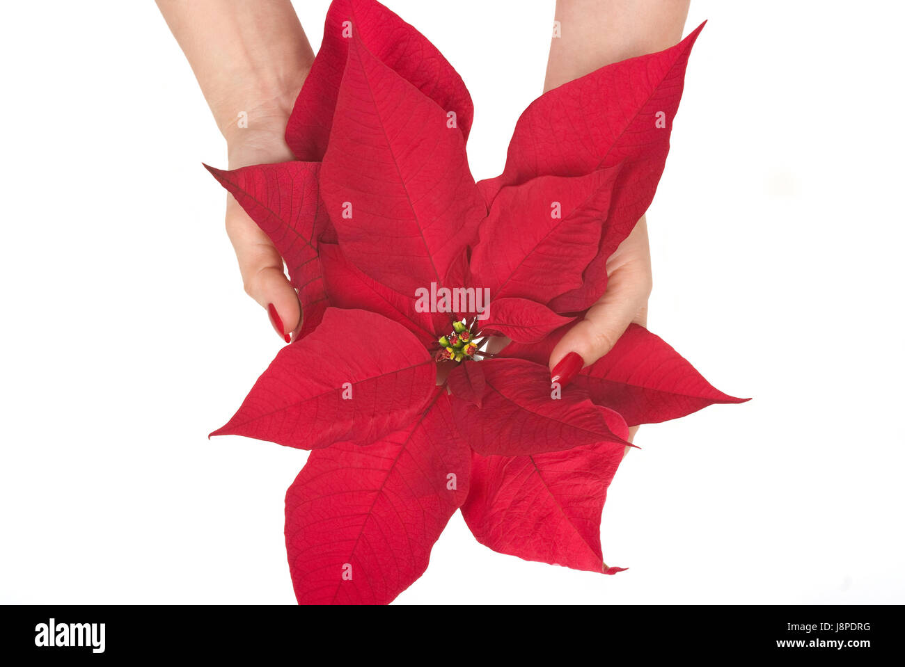 Hand, Winter, Blume, Pflanze, Blüte, Tradition, Nagel, Behandlung, Maniküre, Stockfoto