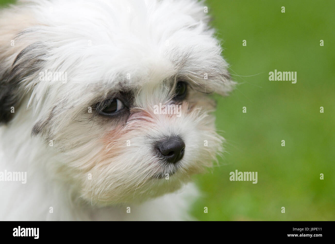 Haustier, Portrait, Haustiere, Hund, Hunde, behaart, Welpen, Tibet, kleinen, Tageslicht, Stockfoto