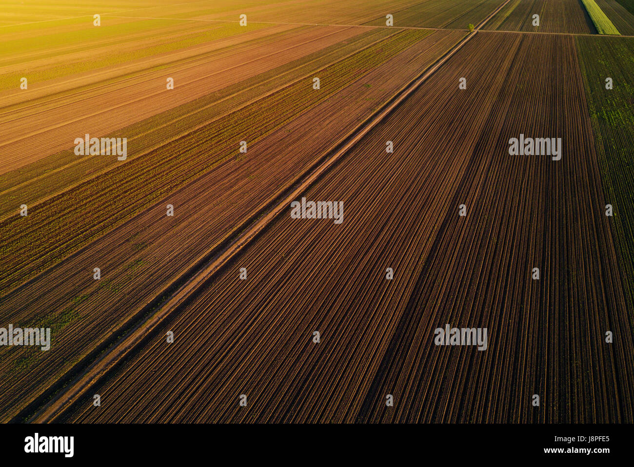 Luftaufnahme des kultivierten Feld im Sonnenuntergang als abstrakte Landwirtschaft Industrie Hintergrund, Drohne pov Stockfoto