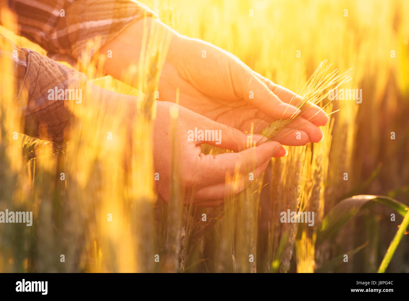 Bäuerin Hände in Weizen Plantage Prüfung Getreide Ohr Pflanzenentwicklung Stockfoto