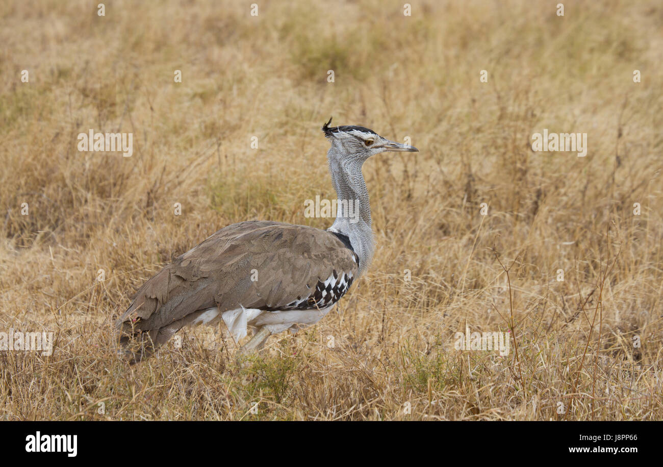 Nationalpark, Afrika, Tierwelt, Tier, Vogel, Nationalpark, Afrika, Wildtiere, Stockfoto