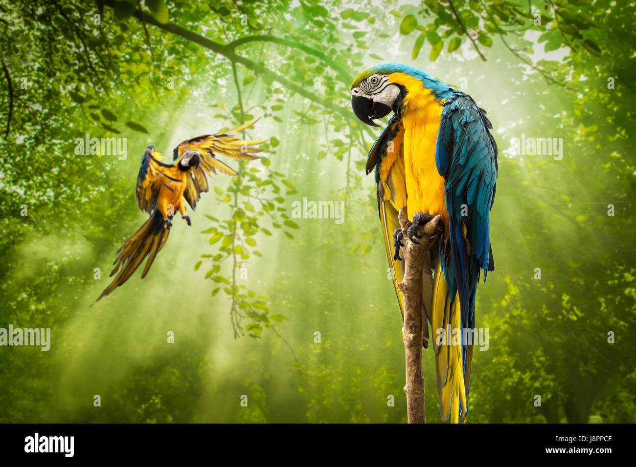 Blaues Gold Papagei stehend auf Ast Stockfoto