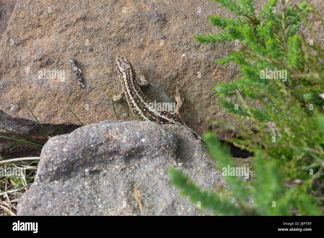 Weibliche Zauneidechse (Lacerta Agilis) sonnen sich auf Felsen in Surrey, Großbritannien Stockfoto