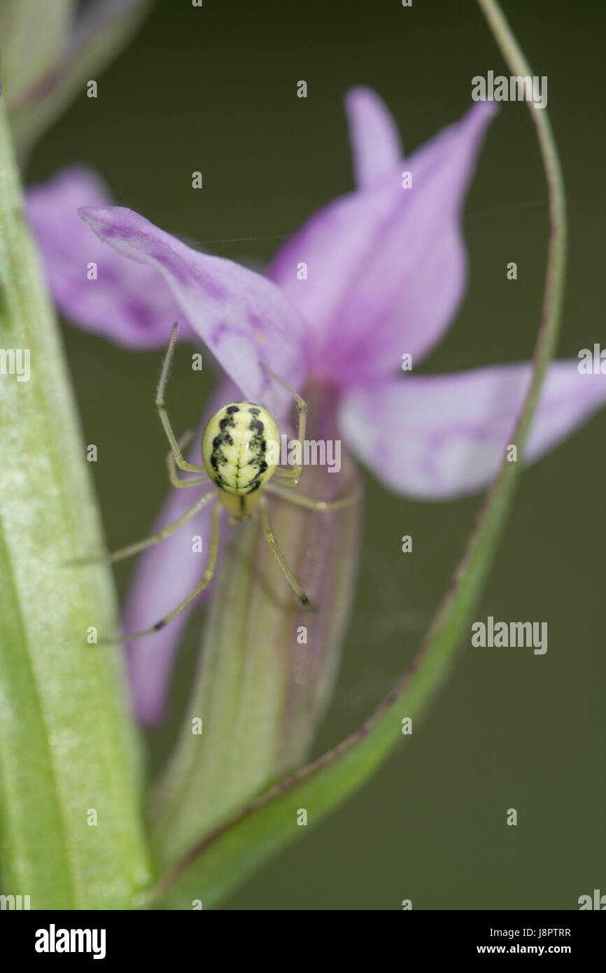 Gelbe und schwarze Spinne auf Knabenkraut Stockfoto