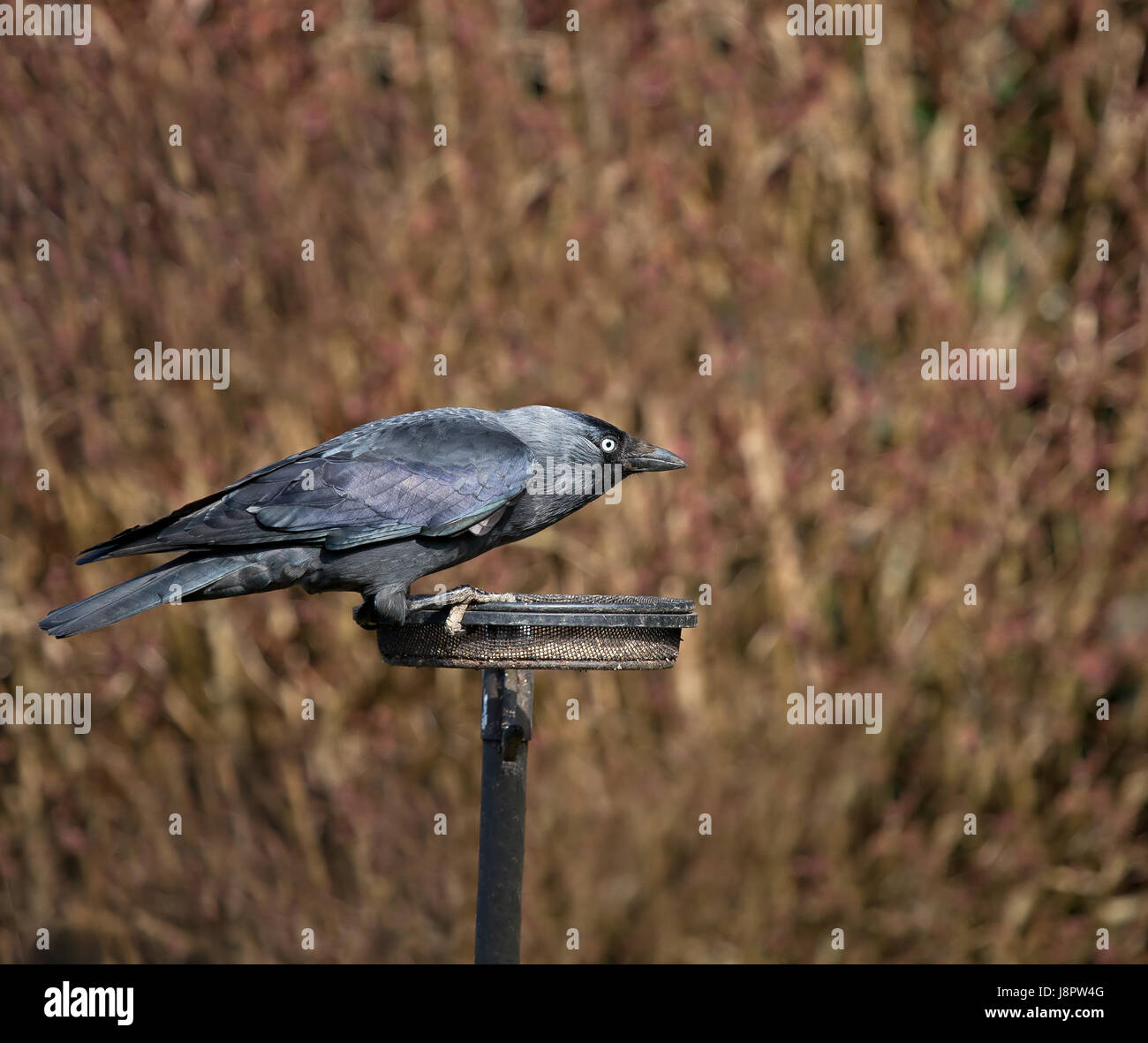 Vogel, wild, Federn, Gefieder, schillern, Natur, blau, Garten, Vogel, grün, Stockfoto