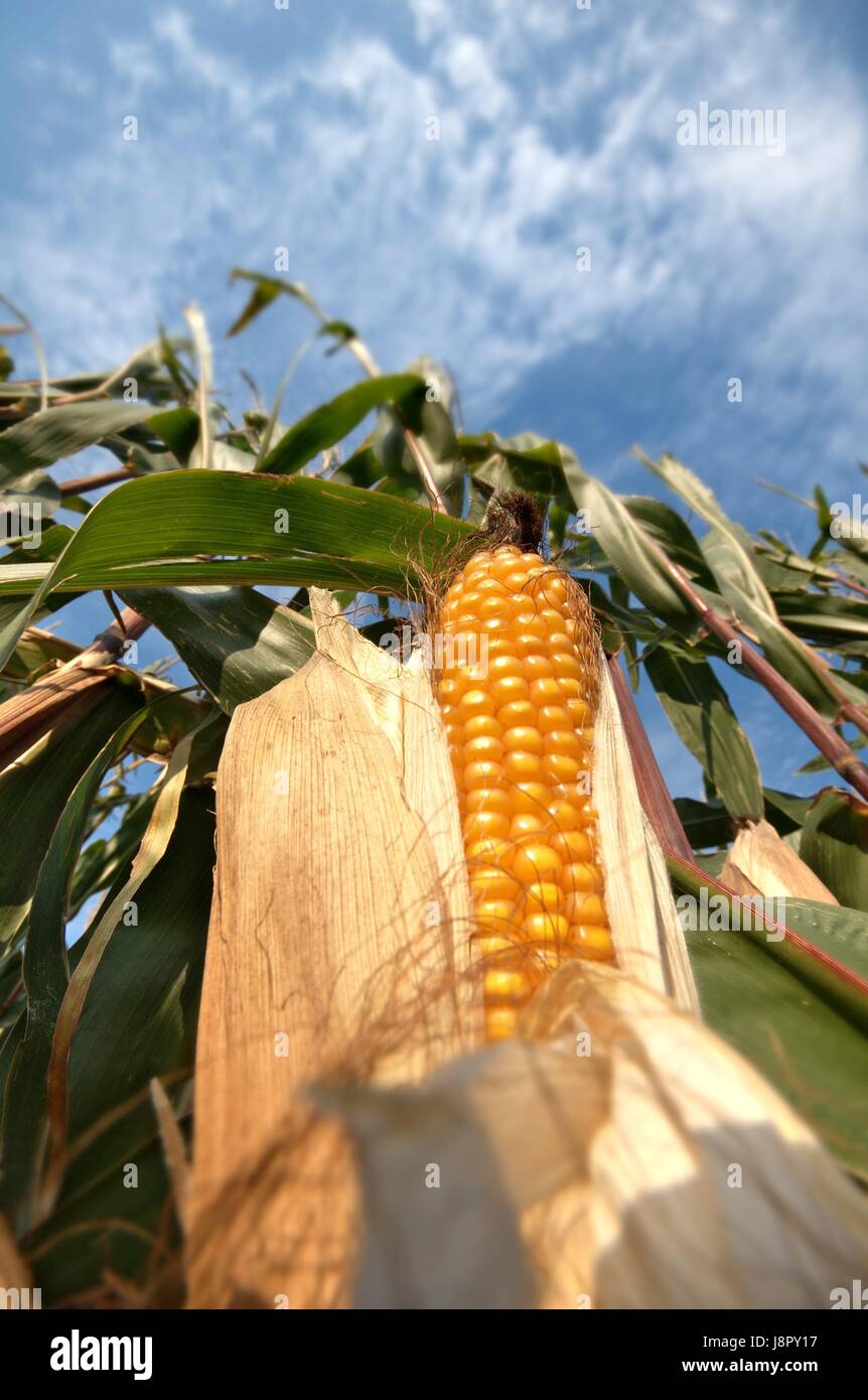 Agrar, Landwirtschaft, Landwirtschaft, Reifen, Mais, Maiskolben, Kornfeld, Ernte, Stockfoto