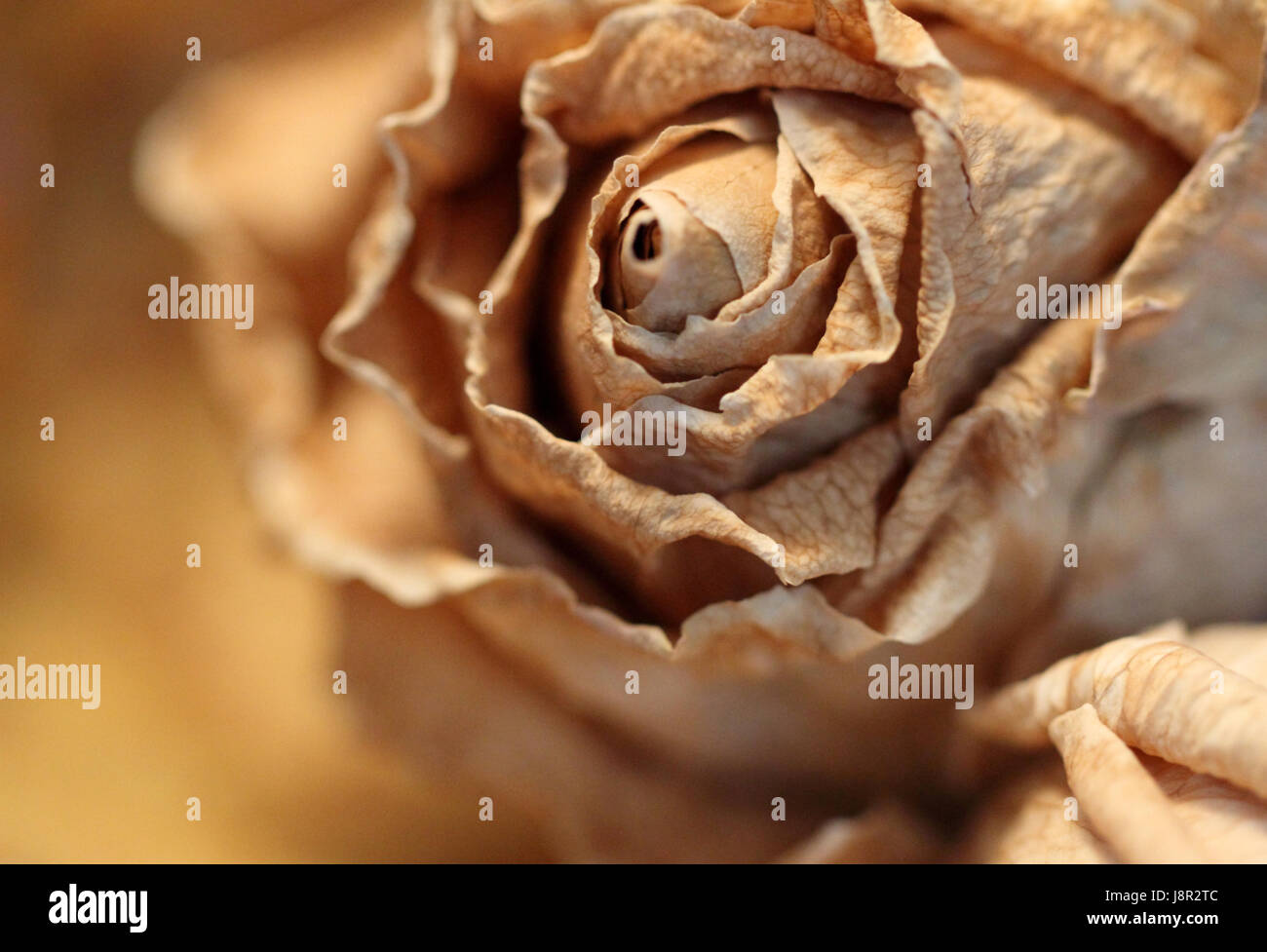 Blume, rose, Pflanze, trocken, vertrocknet, karge, verwelken, Hintergrund, Hintergrund, alte, Stockfoto