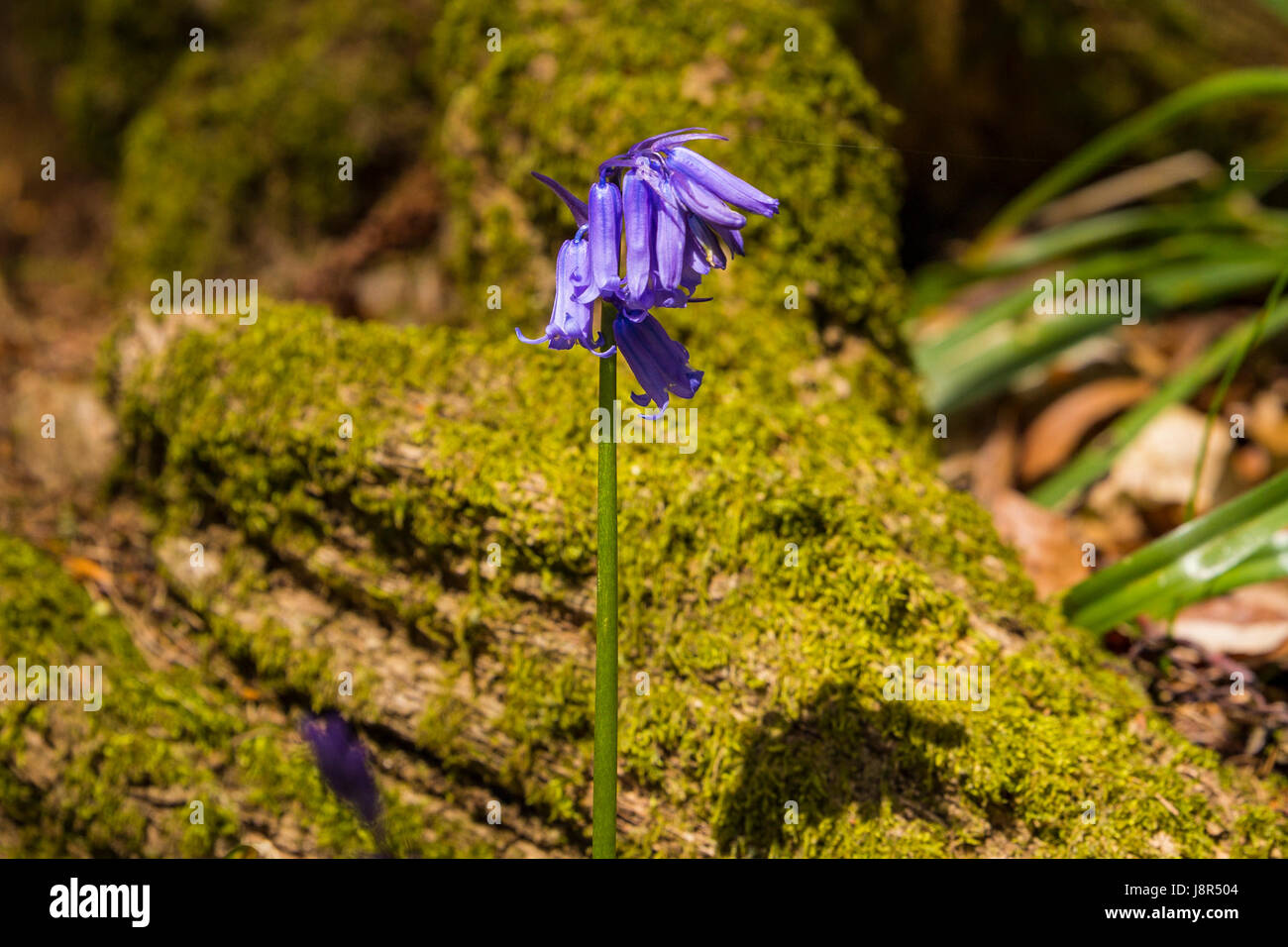 Glockenblumen (Hyacinthoides non-Scripta) in Cowleaze Wood, Oxfordshire, England, Vereinigtes Königreich Stockfoto
