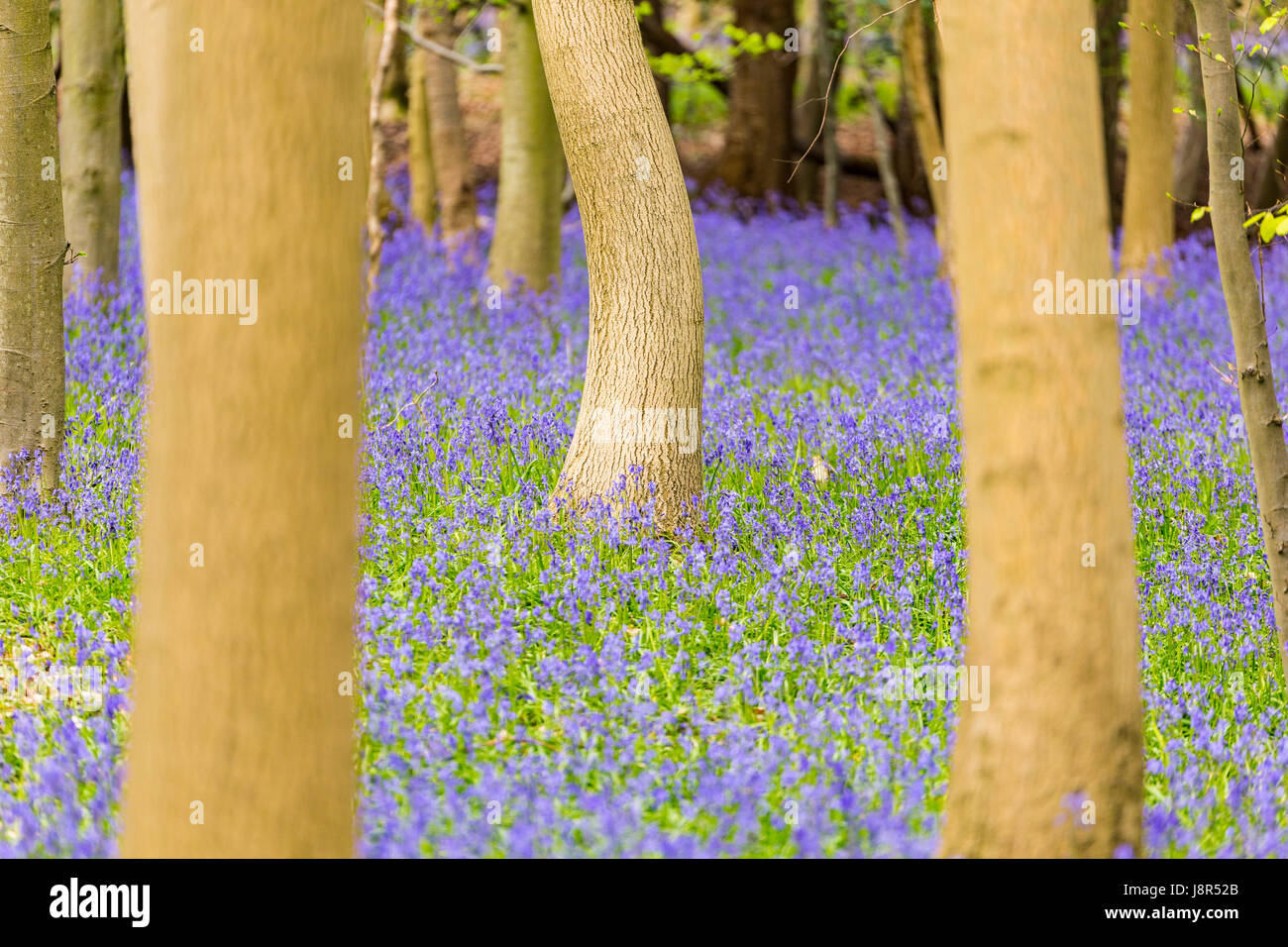 Glockenblumen (Hyacinthoides non-Scripta) in Adams Holz, Frieth, Henley-on-Thames, Buckinghamshire, England, Vereinigtes Königreich Stockfoto