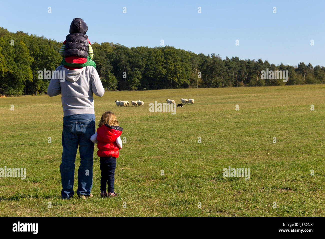 Vater und seinen Kindern beobachten Rennende Schafe Stockfoto
