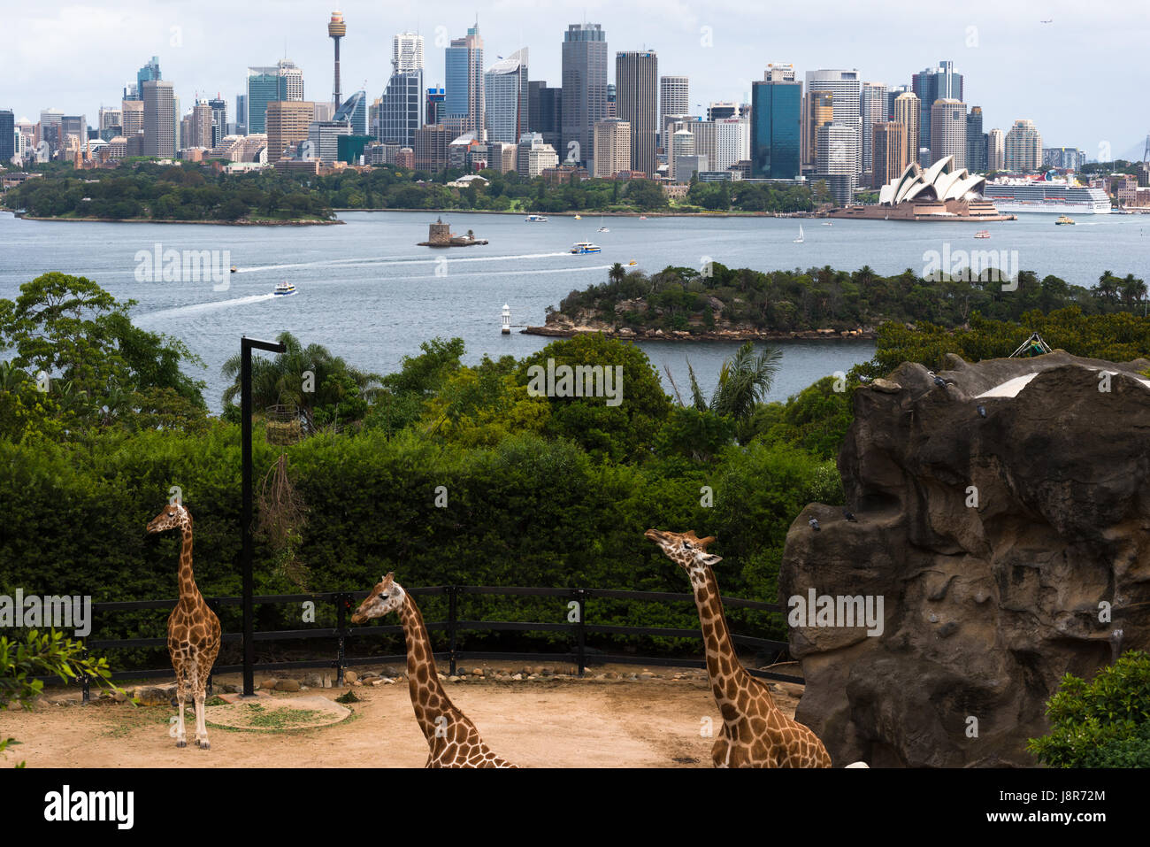 Tarronga Zoo Giraffen mit Skyline von Sydney. NEW SOUTH WALES. Australien Stockfoto