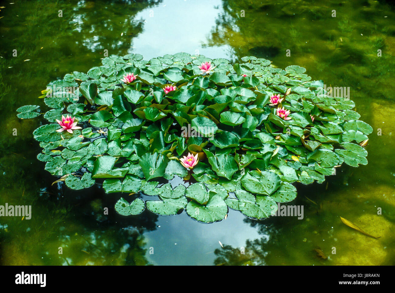 Waterlilly Insel auf einem Teich in Planten un Blomen, Hamburg, Deutschland. Stockfoto