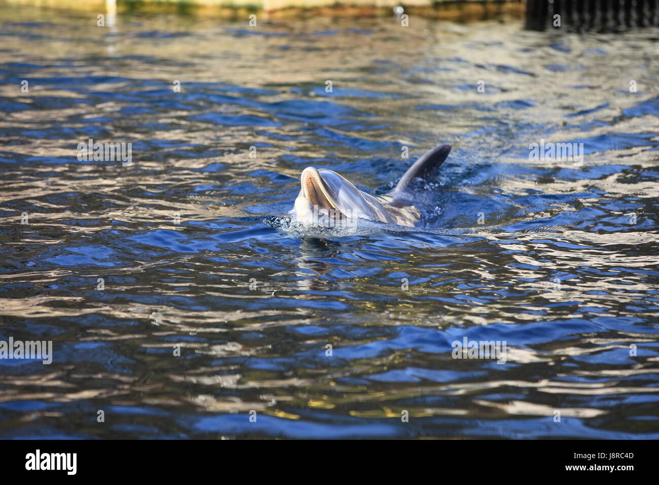 Delphin in Nahaufnahme Stockfoto