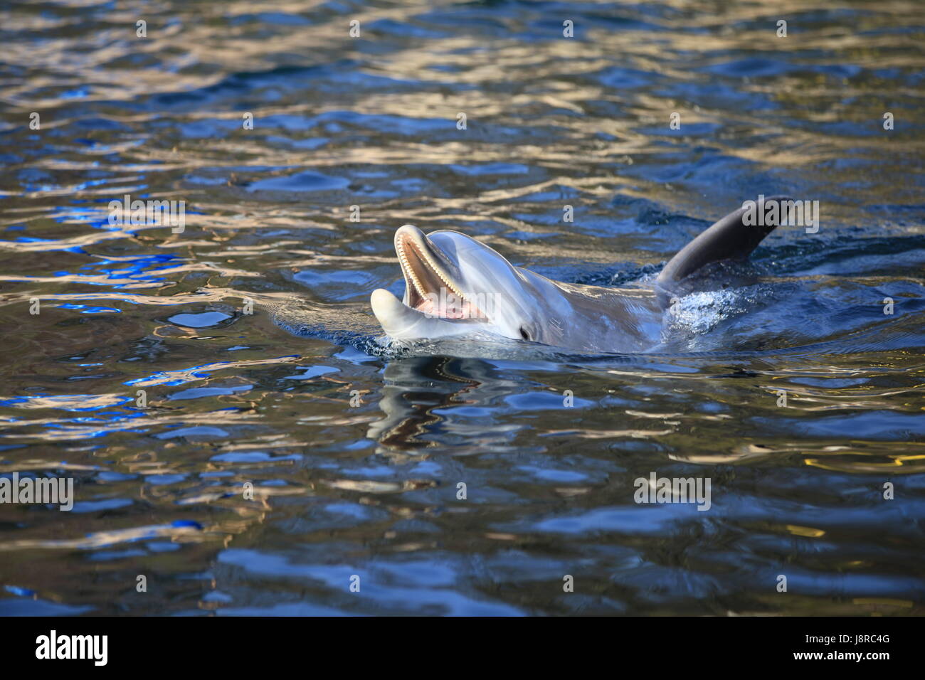 Delphin, Flipper, Meer Tier, Schweinswal, Delfine, Wasser, blau, Tier, Säugetier, Stockfoto