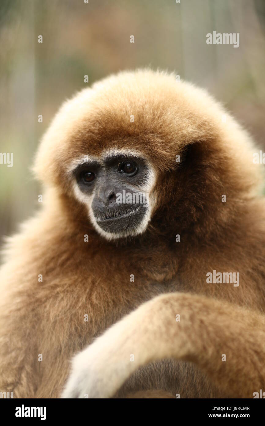Closeup, braun, braun, brünett, Affe, Thailand, Gibbon, Ape, Hominoidea, Stockfoto